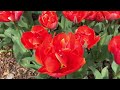 Бал Тюльпанов в Никитском ботаническом саду! Цвети Крым!!