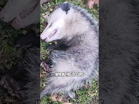 Virginia Opossum Playing