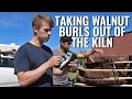 Taking Walnut Burls Out of the Kiln