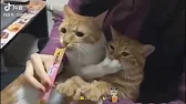 KIT-KET ВИСКАС