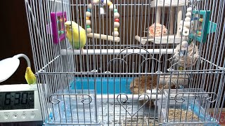 セキセイインコたまちゃん。本日のたまぽん産卵抱卵するインコ。ライブ配信。チャンネル登録よろしく！2020/08/07:am