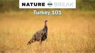 Wild Turkey 101