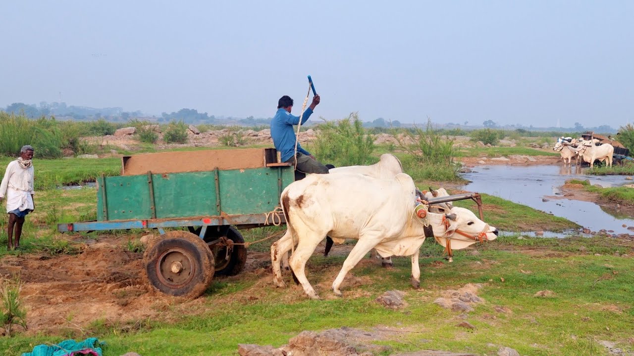 sand cart pulling stuck in mud-bullock cart pulling stuck in mud-bulls videos in india-bulls-ox-oxen