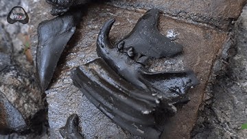 Rarest Discovery of 2019 Found Fossil Hunting in Florida | Florida Fossil Hunting Episode 11