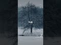 Yuki na spacerku w Hutkach zimą 26'