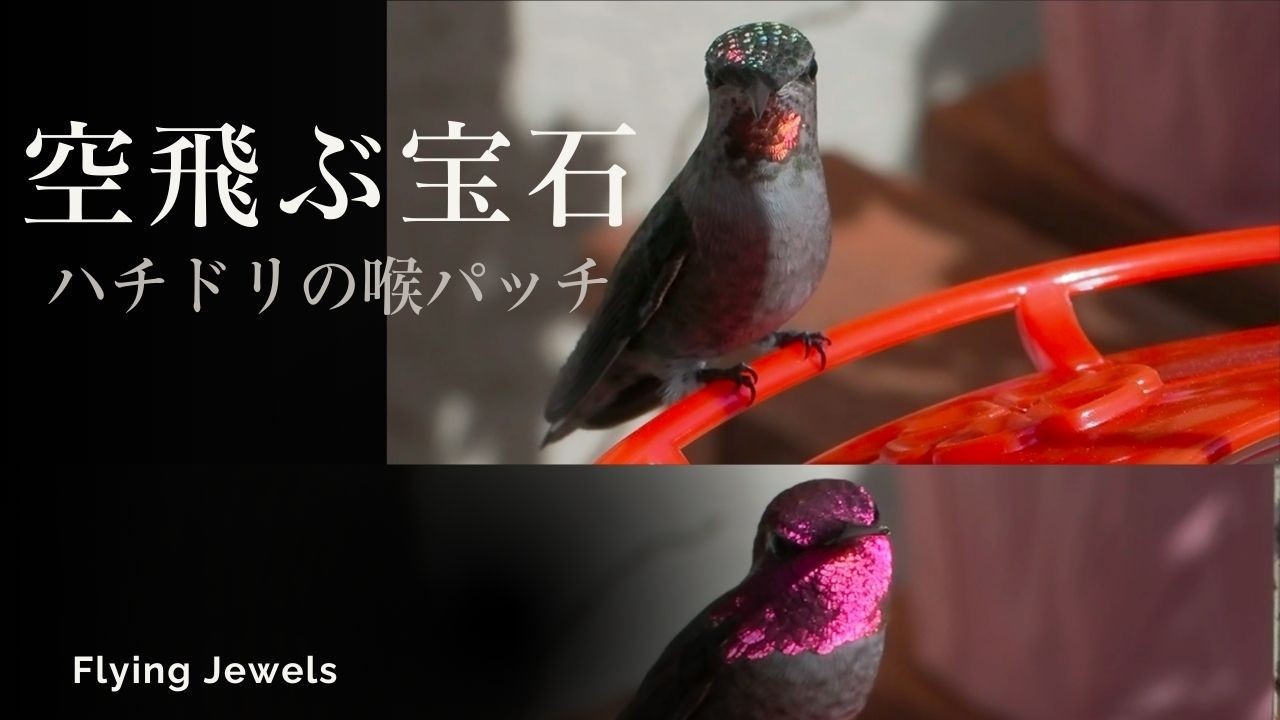 自慢の喉パッチ　GORGET DISPLAY