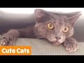 Best Cutest Cats | Funny Pet Videos