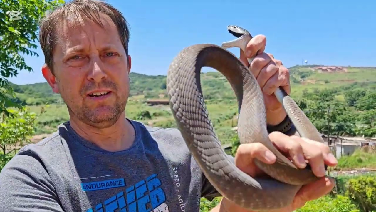 3 ЧЕРНЫХ МАМБЫ менее чем за 4 часа!