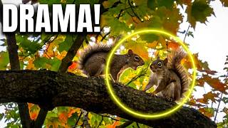 Two Squirrels, One Branch — And Way Too Much Drama