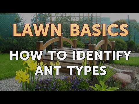 How to Identify Ant Types