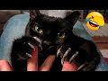 Funniest Animal Videos 2022 🤣 - Funny Cats And Dogs Videos 😇🥰