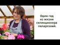 Один год из жизни селекционера пеларгоний