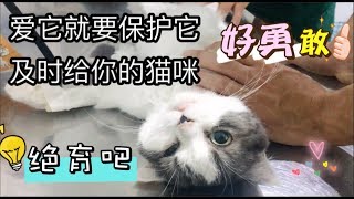 记录自家母猫子宫蓄脓从发现到确诊 以及手术治疗和康复全过程 ｜李喜猫