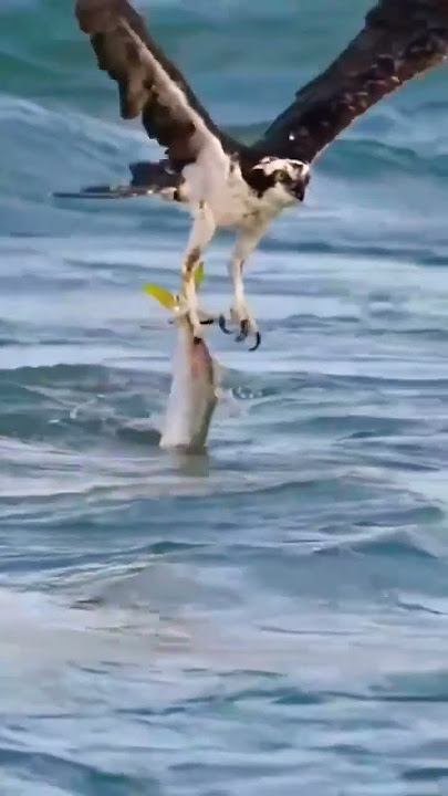 best attack eagle vs big fish-mayahira