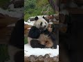 Giant pandas 🐼