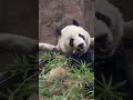 Giant pandas 🐼