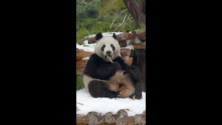 Giant pandas 🐼