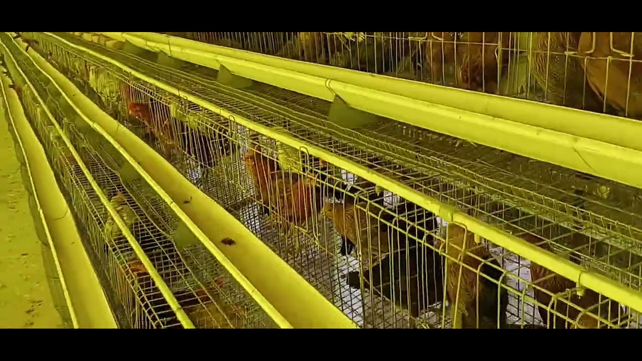 Sonali Desi layer farm 