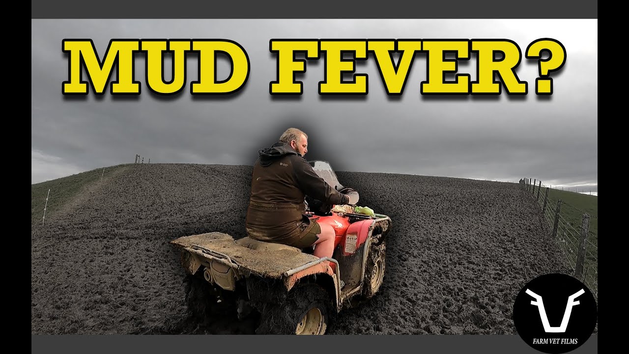 A New Zealand Sheep Farmer's APPROACH TO WINTER GRAZING