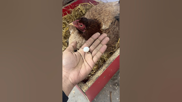 Can a Hen hatched World Smallest Chicken Egg