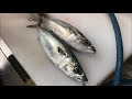 究極の血抜きした熟成6日目のサバの刺身編 vol.47