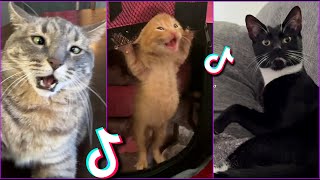 Funniest Cats From TikTok #16