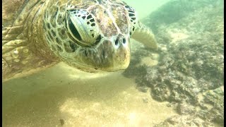 Пляж Хиккадува, ЧЕРЕПАХИ и город Галле. Шри Ланка. Hikkaduwa beach, turtles and Galle city.