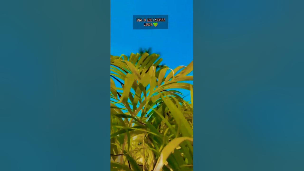 make-like-a-tree-and-leave-youtube