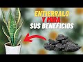 Propiedades del CARBON y usos en PLANTAS, trae muchos BENEFICIOS!