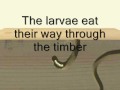 Timberwise explain the life cycle of the woodworm