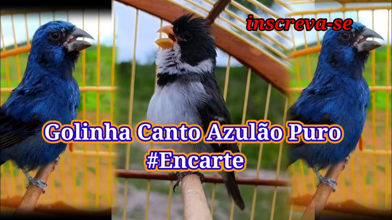 Golinha Cantando de Azulão Puro #Encarte
