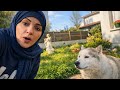 خرجنا نتمشا مع الكلب 