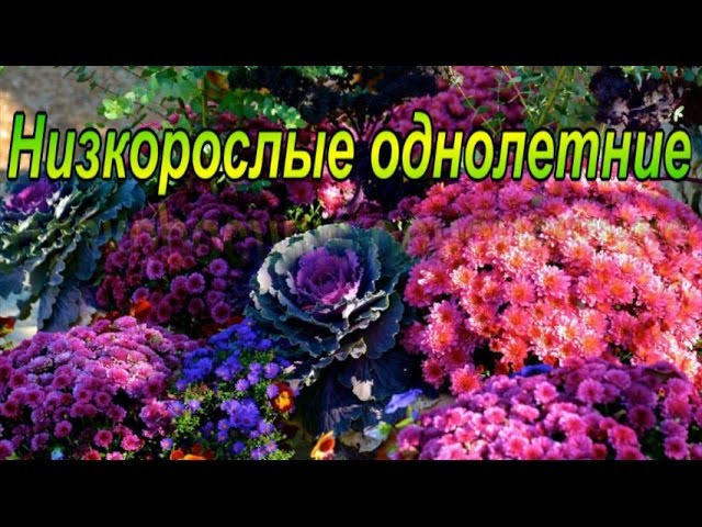 Низкорослые Цветы Цветущие Все Лето Фото