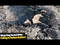 Heroic moment people rescue stray dog stuck in molten rubber | Stray dog rescued