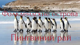 Фолклендские острова. Пингвиний рай. Неизведанные острова.