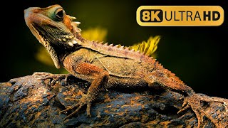 World of Wildlife Animals 8K FUHD