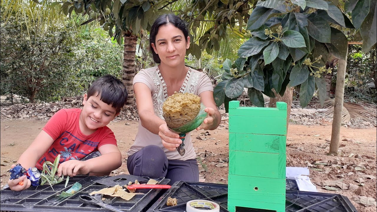 Capturando abelhas sem ferrão