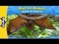 Meet the animals 18  flying fox  wild animals  little fox  animated stories for kids