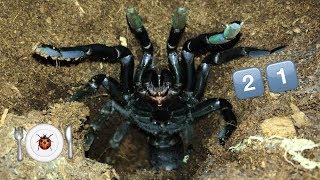 Tarantula Feeding Video #21 ~ Annoying Crickets in Background !!!