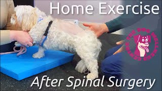 Managing Neurological Weakness in Dogs with Home Exercise by The Dog Wellness Centre 8,074 views 2 years ago 6 minutes, 52 seconds