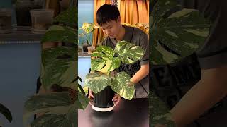 AnGiaTrang Botanical Garden Monstera Thai Constellation Series 02 #houseplants #monstera #youtube
