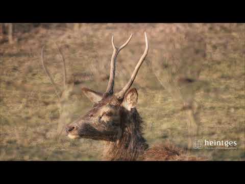 Video: Hirscharten: Liste mit Fotos, Beschreibungen und Merkmalen der Arten