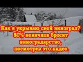 Как я укрываю свой виноград. 80% новичков кинут занятие виноградом, посмотрев это видео.