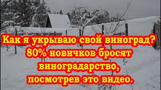 Как я укрываю свой виноград. 80% новичков кинут занятие виноградом, посмотрев это видео.