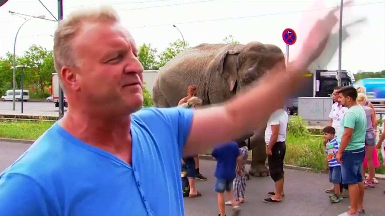 An elephant strolls through the German capital