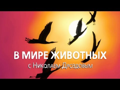 В мире животных с Николаем Дроздовым. Выпуск 28 (2017)