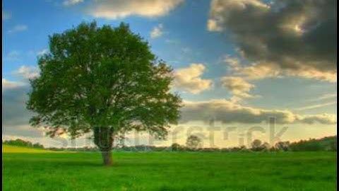 stock footage lonely tree in green prairie hd time lapse clip high dynamic range imaging