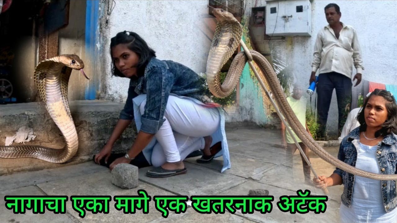 इस खतरनाक कोब्रा को कैसे पकडा देखिए Rescue indian cobra snake #snake #vlog #youtube