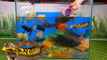 Video tổng hợp cá săn mồi, cá cảnh đẹp, động vật dễ thương, vịt con, cá tàu ngầm, cá lóc pháo hoa