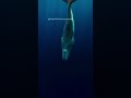 Dives 3KM deep. Fights GIANT SQUID down there 🐋🦑 #spermwhale #deepsea #AI
